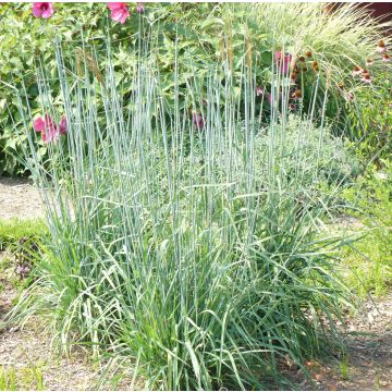 Sorghastrum nutans Sioux Blue - Plumilla nodosa