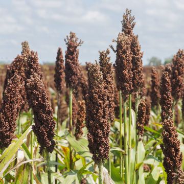 Sorghum nigrum (non tratada - Ferme de Sainte Marthe) - Sorgo