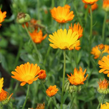 Caléndula Bio - Calendula officinalis