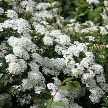 Espirea arguta Alba