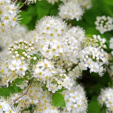 Espirea chamaedryfolia