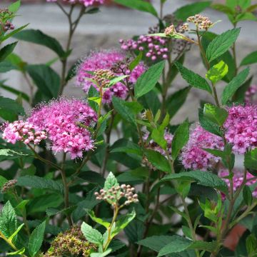 Espirea japonica Shirobana Genpei - Espirea del Japón