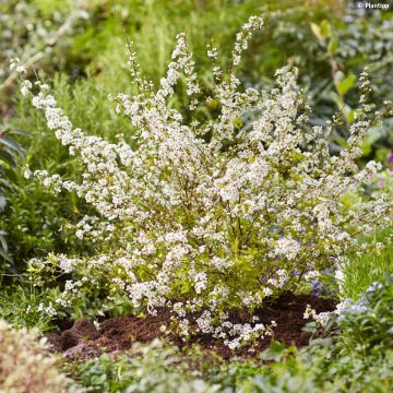 Espirea prunifolia Goldfire