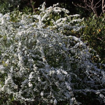 Espirea thunbergii