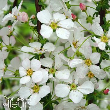 Espirea thunbergii Fujino Pink