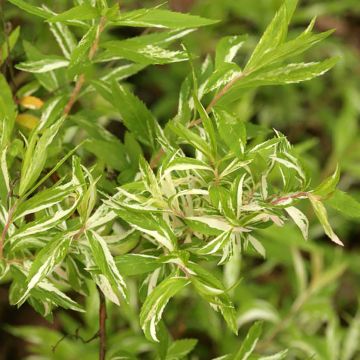 Espirea thunbergii Mount Fuji