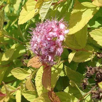 Espirea japonica Golden Princess - Espirea del Japón