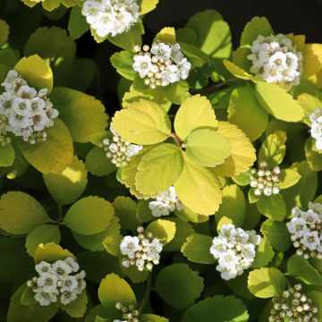 Espirea betulifolia Island