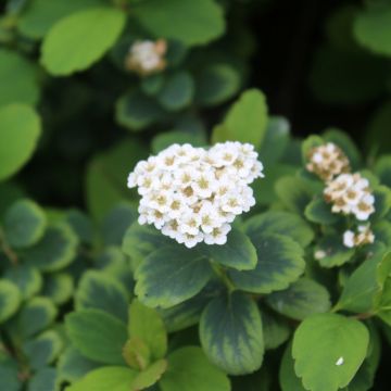 Espirea betulifolia Tor