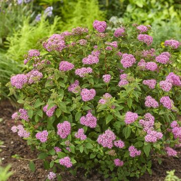 Espirea japonica Fenna - Espirea del Japón