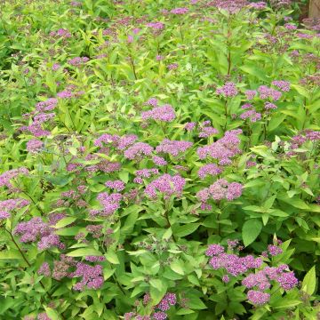 Espirea japonica Goldflame - Espirea del Japón