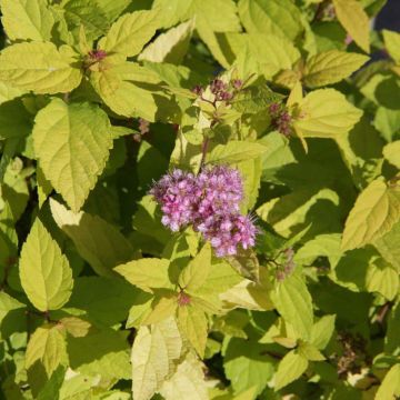 Espirea japonica Goldmound - Espirea del Japón