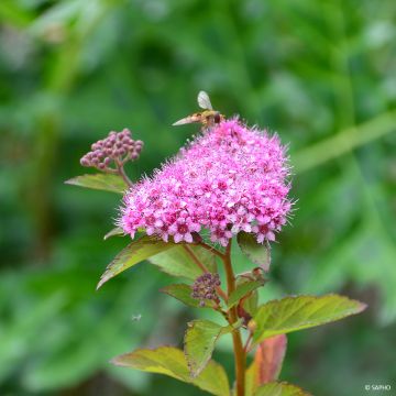 Espirea japonica Merlo Green - Espirea del Japón