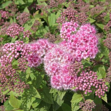 Espirea japonica Nana - Espirea del Japón