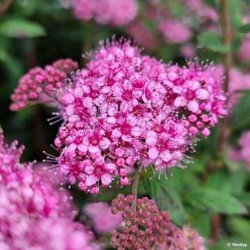 Espirea japonica Odessa - Espirea del Japón