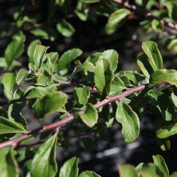 Espirea nipponica White Carpet