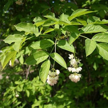 Piñón vejiga europeo - Staphylea pinnata