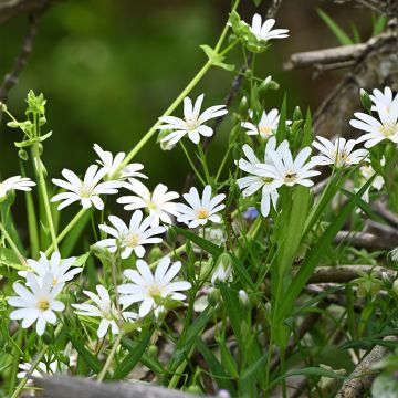 Stellaria holostea - Estrellada