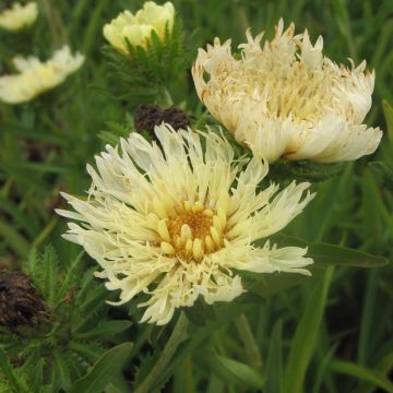 Stokesia laevis Mary Gregory