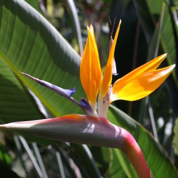 Strelitzia reginae - Flor ave del Paraíso