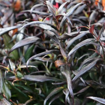 Strobilanthes anisophylla Brunetthy - Escudo persa