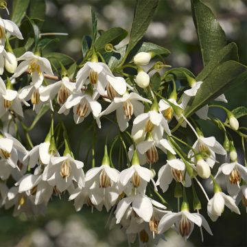 Styrax japonica Fargesii