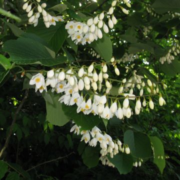 Styrax obassia