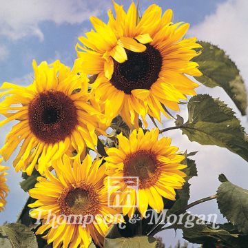 Girasol Russian Giant