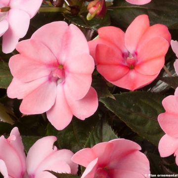 Impatiens Sunpatiens Compact Blush Pink - Alegría