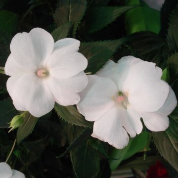 Alegría de la casa SunPatiens compacta blanca - Impatiens