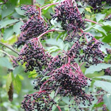 Saúco negro Haschberg - Sambucus nigra