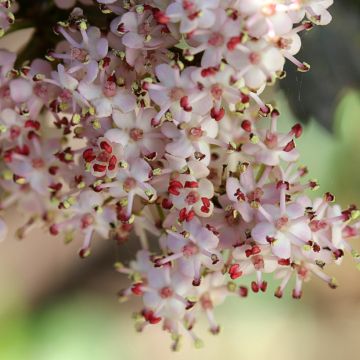 Saúco negro Black Tower - Sambucus nigra