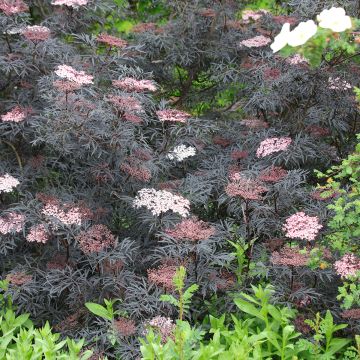 Saúco negro Black Lace - Sambucus nigra