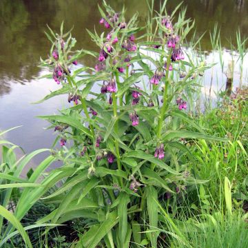 Consuelda - Symphytum officinale