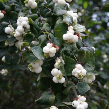 Symphoricarpos albus - Baya de nieve