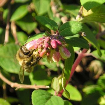 Symphoricarpos chenaultii - Baya de coral