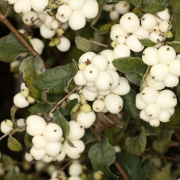 Symphorine - Symphoricarpos oreophilus