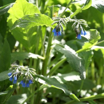 Symphytum azureum - Consuelda Azul