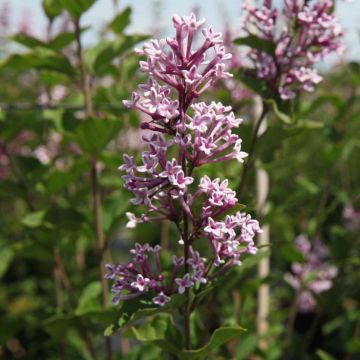 Lila Josée - Syringa velutina