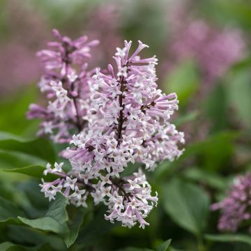 Lila Little Lady - Syringa