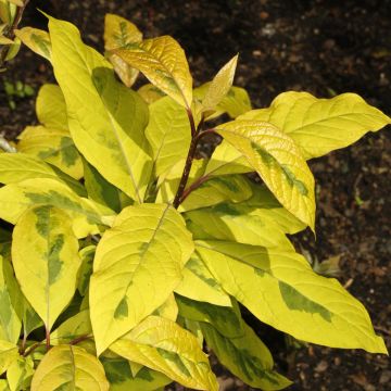 Lila aureovariegata - Syringa emodi