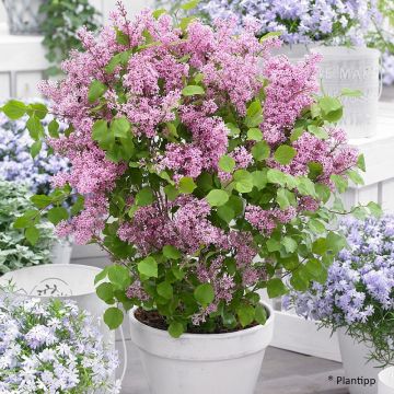 Lilo enano Flowerfesta Pink - Syringa meyeri