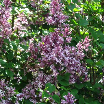 Lilo enano Palibin - Syringa meyeri