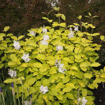 Lila Aurea - Syringa villosa