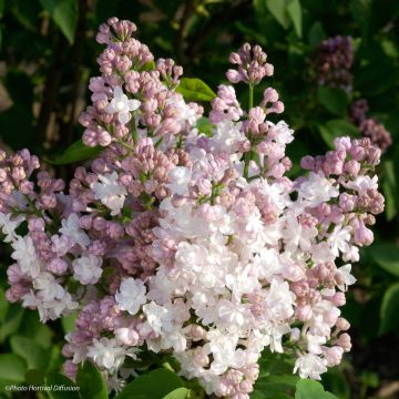 Lila Belle de Moscou - Syringa vulgaris