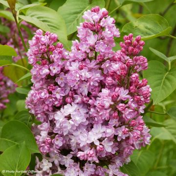 Lila Belle de Nancy - Syringa vulgaris