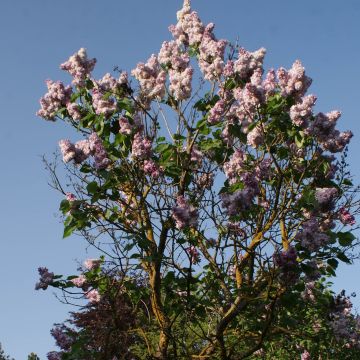 Lila Katherine Havemeyer - Syringa vulgaris