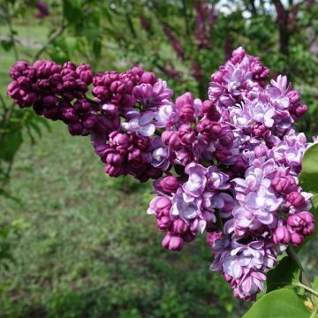 Lila Paul Thirion - Syringa vulgaris