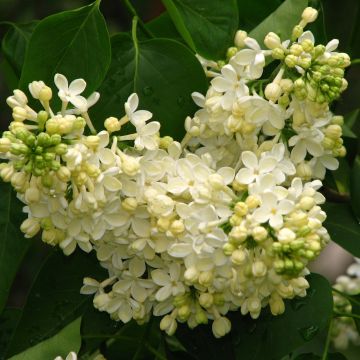 Lila Primrose - Syringa vulgaris