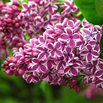 Lila Sensation - Syringa vulgaris